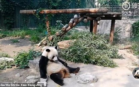 VIRAL Panda Dilempar Batu oleh Turis Selama 30 Menit