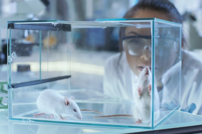 Mengapa Percobaan Medis Sering Memakai Tikus?