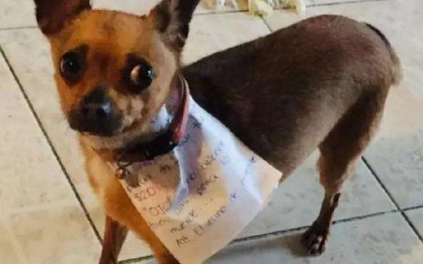 Anjing Ini Belanja Buat Majikan yang Isolasi Diri dari Corona