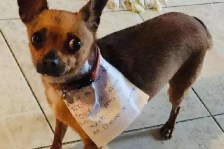 Anjing Ini Belanja Buat Majikan yang Isolasi Diri dari Corona