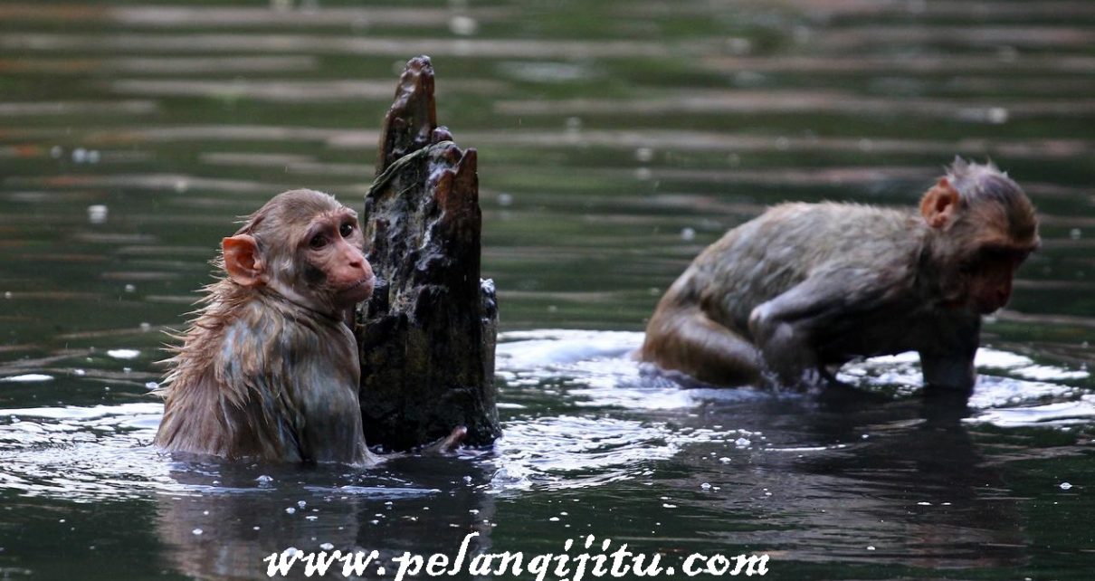 Monyet Jaga Jarak Saat Makan Pisang di Tengah Pandemi Corona India Curi Perhatian