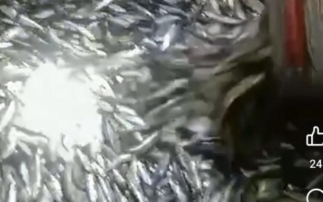 Viral Fenomena Serbuan Ikan Japuh di Pantai Tasikmalaya